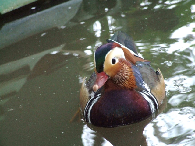 Les canards mandarins Carcas15