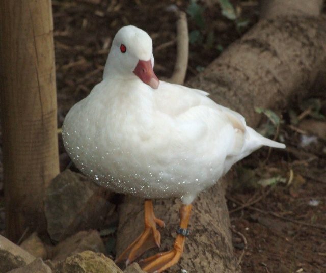 Des canards et canes mandarins Carcas16