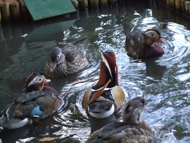 Des canards et canes mandarins Octobr11