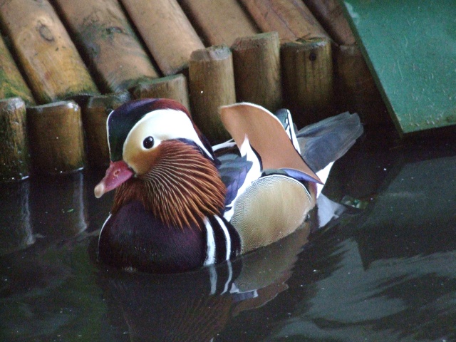 Des canards et canes mandarins Octobr13