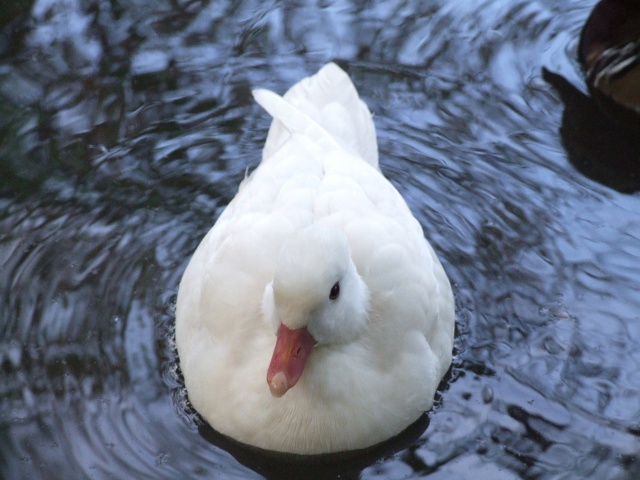 Des canards et canes mandarins Octobr14