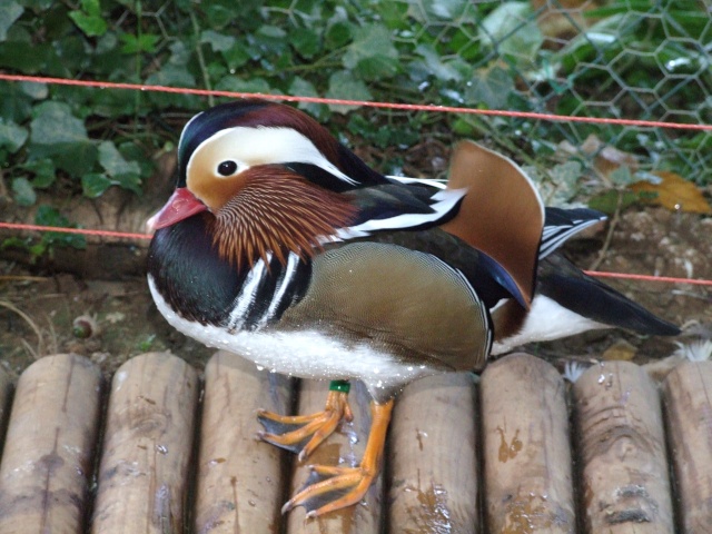 Des canards et canes mandarins Octobr15