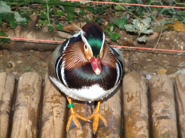 Des canards et canes mandarins Octobr16