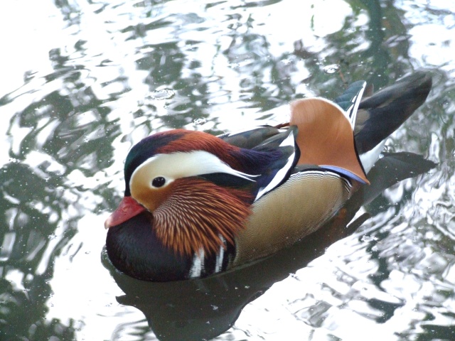 Des canards et canes mandarins Octobr18