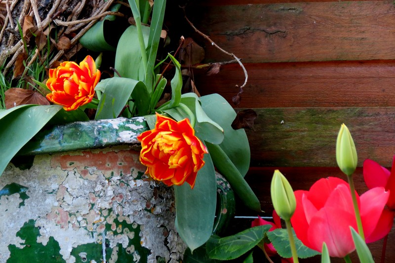 quelques tulipes  de mon jardin  Img_6425