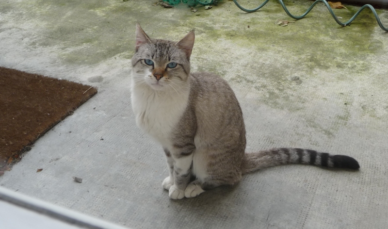 Trouvé chat typé siamois Avenue Crampel  à Toulouse  Annive10