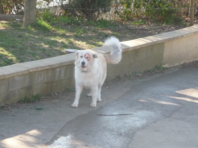 étis et Ipso..mes chiens ! - Page 20 P1220018