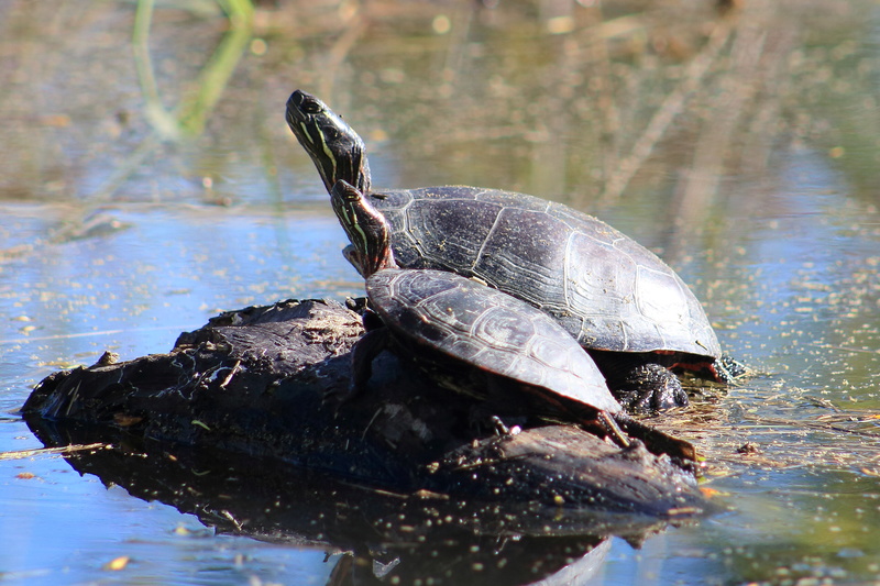 tortues peintes Tortue10