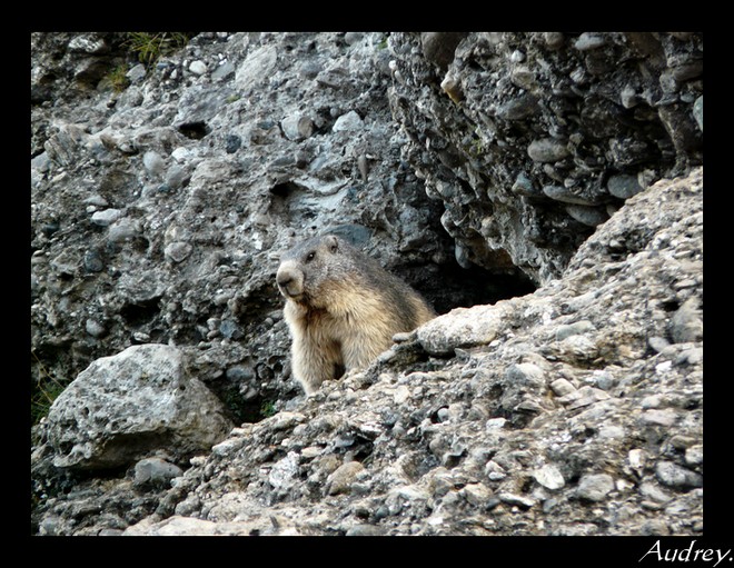 Marmottes ... Sans_t10