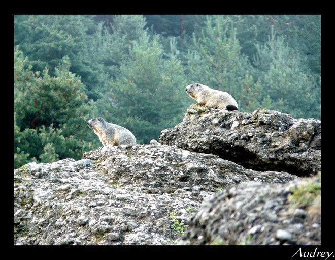 Marmottes ... Sans_t11