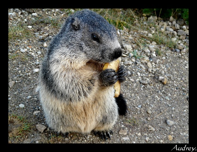 Marmottes ... Sans_t14