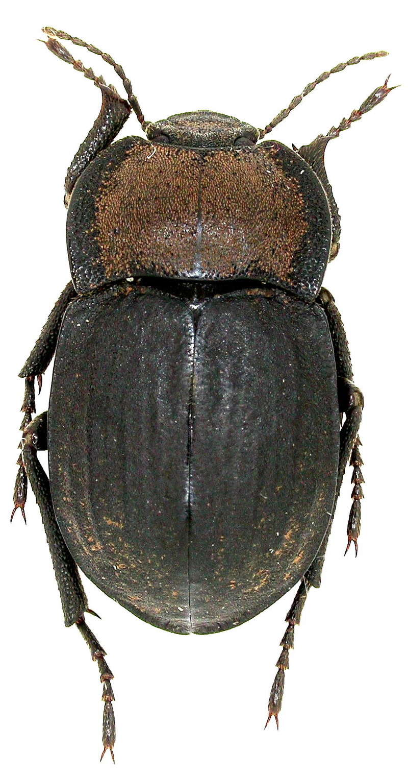 Tenebrionidae Dscn4814