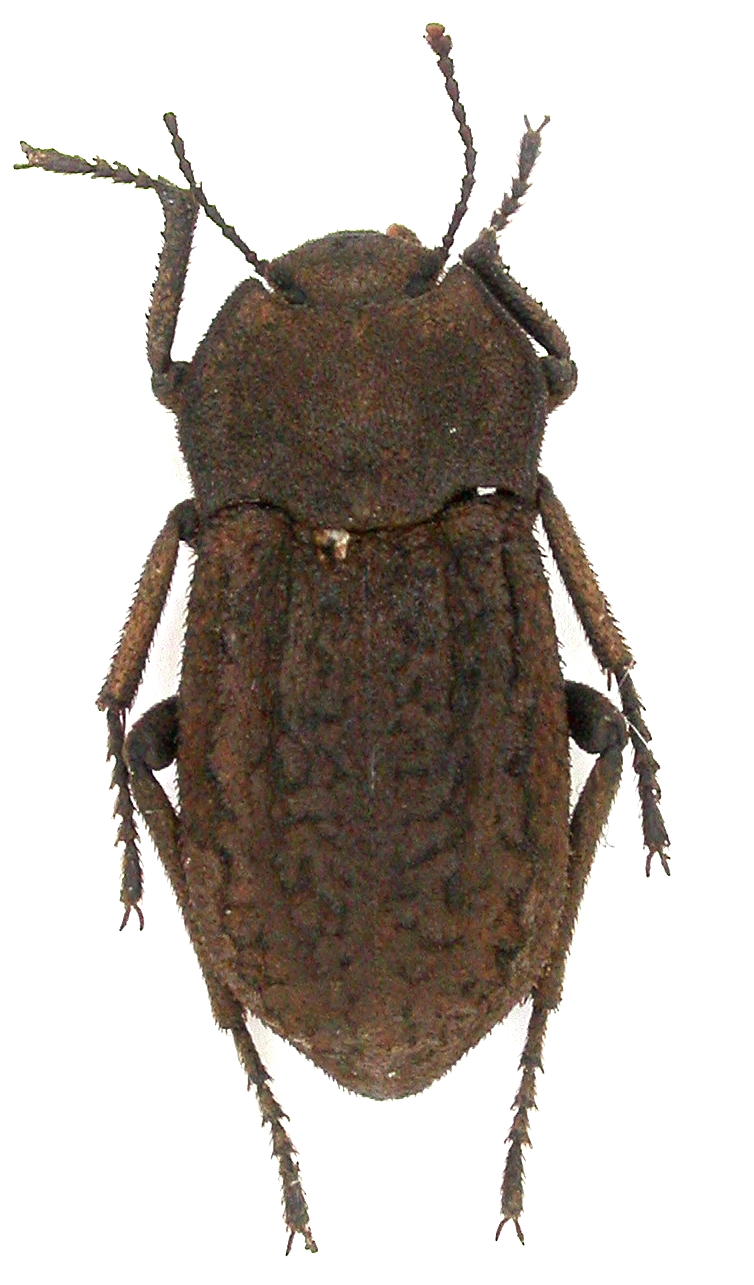 Tenebrionidae,  Asida  Dscn4815