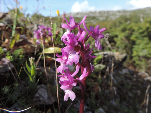 Orchidées Sesimbra, Setubal distr. Portugal Dscn9015