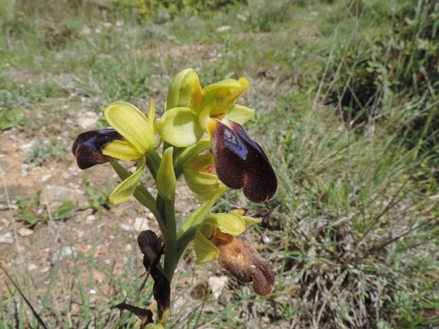 Orchidées Sesimbra, Setubal distr. Portugal Dscn9110
