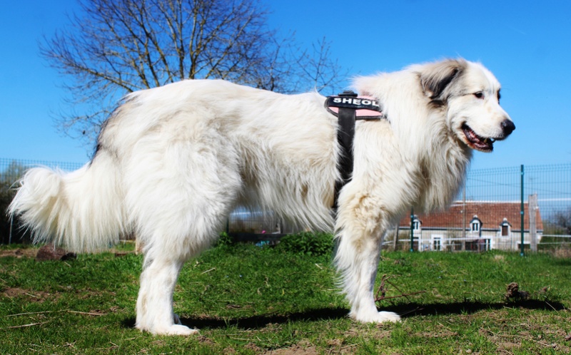 SHEOL (ex BALOU), mâle Montagne des Pyrénées (patou) grande taille né en 2014 - adopté par Elrina (dpt36) - Page 8 Img_7915