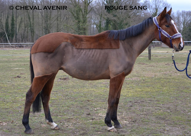 Rouge Sang hgre ps de 6ans adopté par M et Mme D 03 17 Rouge-11