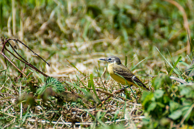 Bergeronnette des ruisseaux Berger10