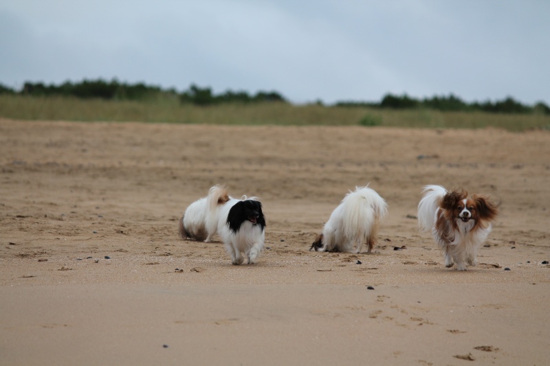 Eau de mer et sable, un danger mortel pour les petits chiens Img_5110