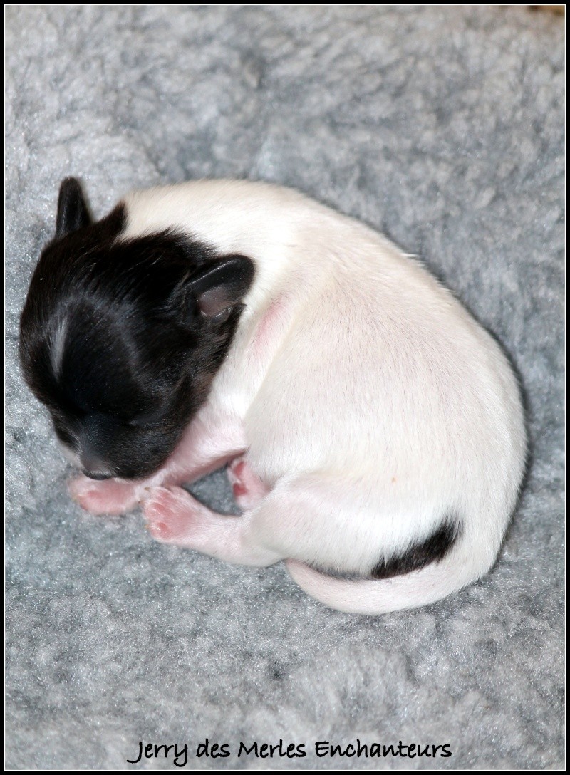 chiots phalènes pour le mois d'avril J11