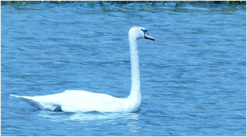 cygnes Cygne_10