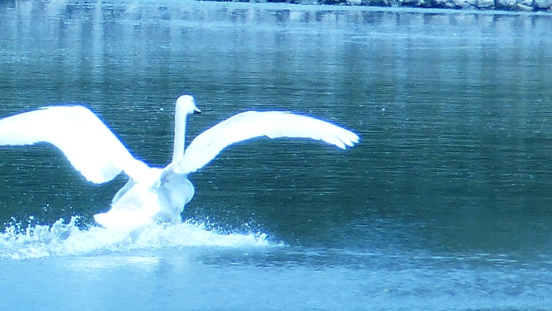 cygnes P1010610