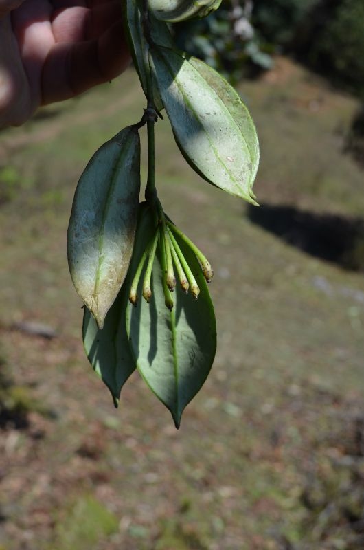 Hoya din Nepal Dsc_1211