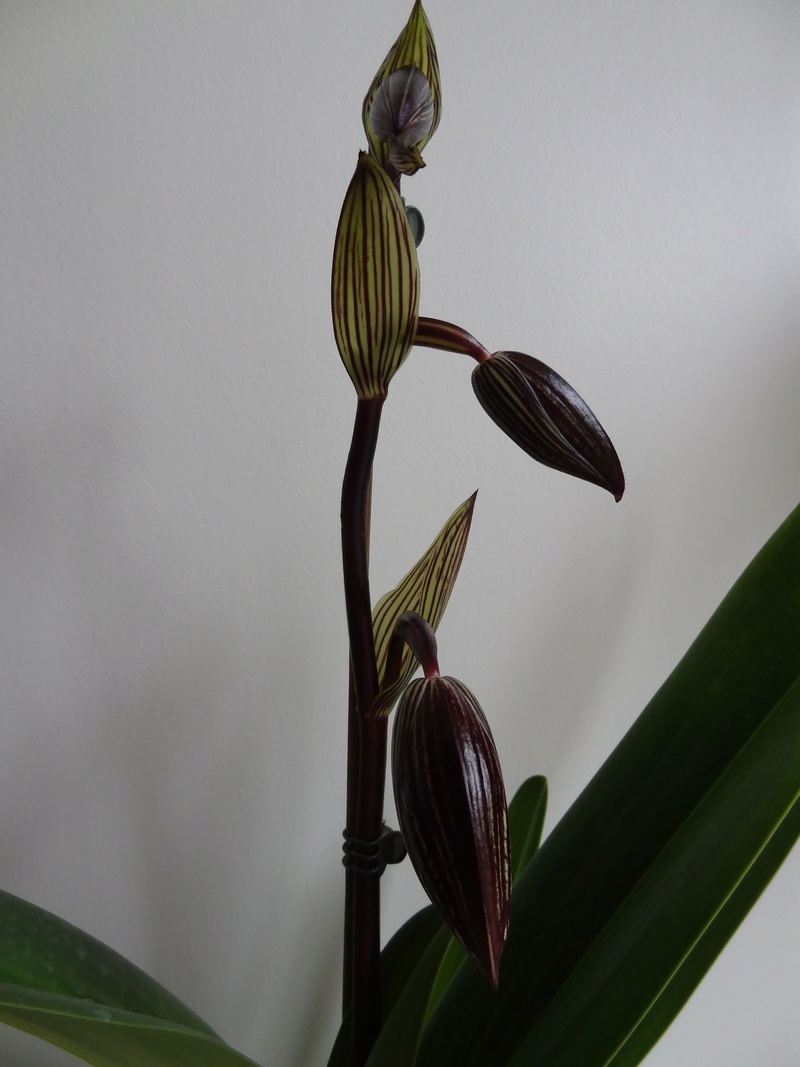 Paphiopedilum rothschildianum n°2  Rothno13