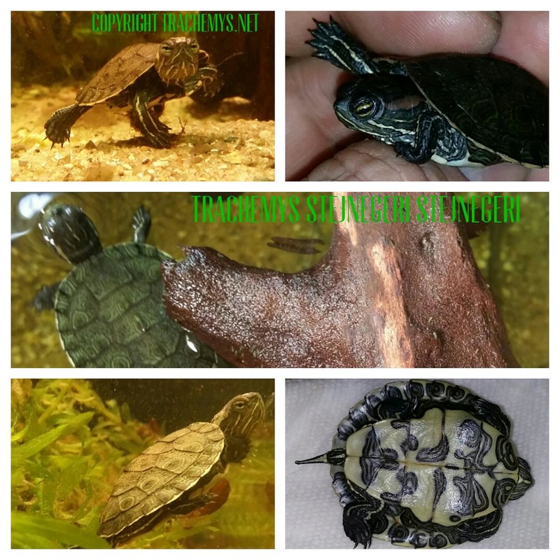 photos de mes tortues (trachemys, pseudemys, chrysemys, etc) - Page 4 2016-110
