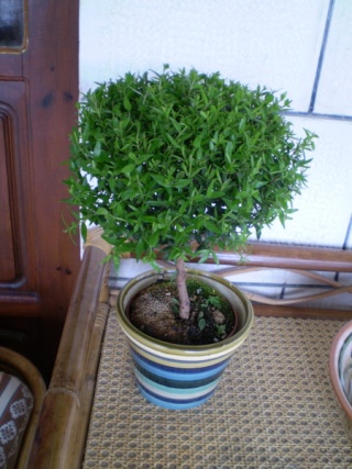 Разводите ли дома цветы и какие? - Страница 6 Bonsai10