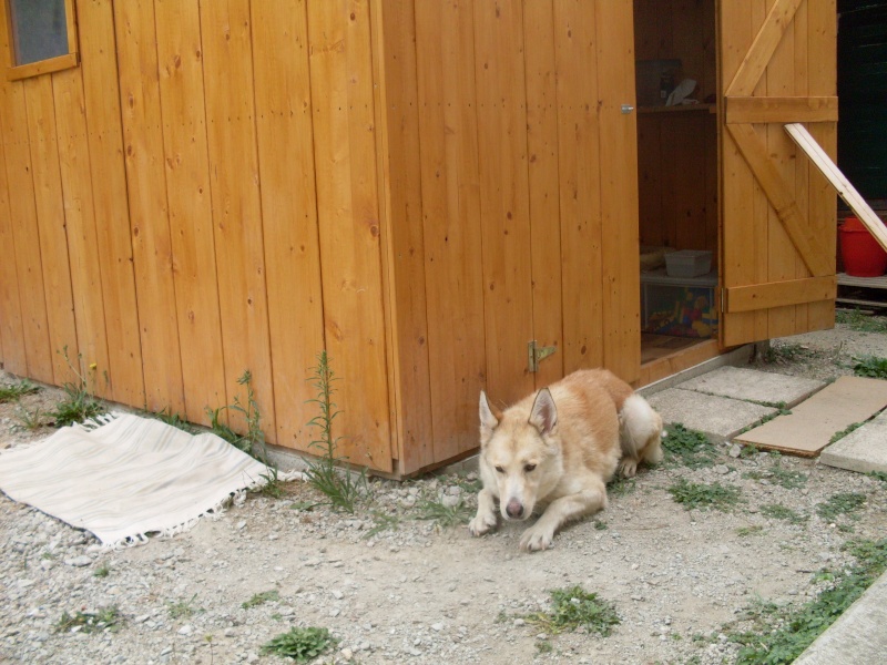 SHEENA, femelle husky rousse de 4 ans - Page 5 Image_13