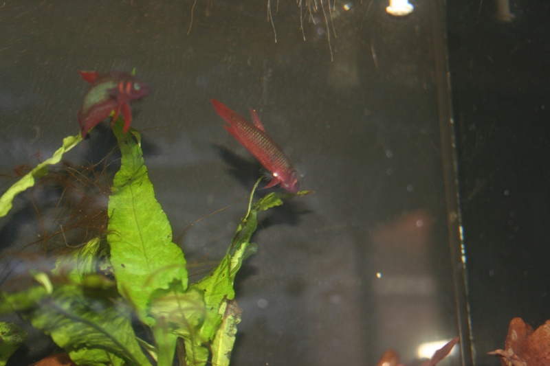 Mes Bettas COCCINAS ! Img_3412