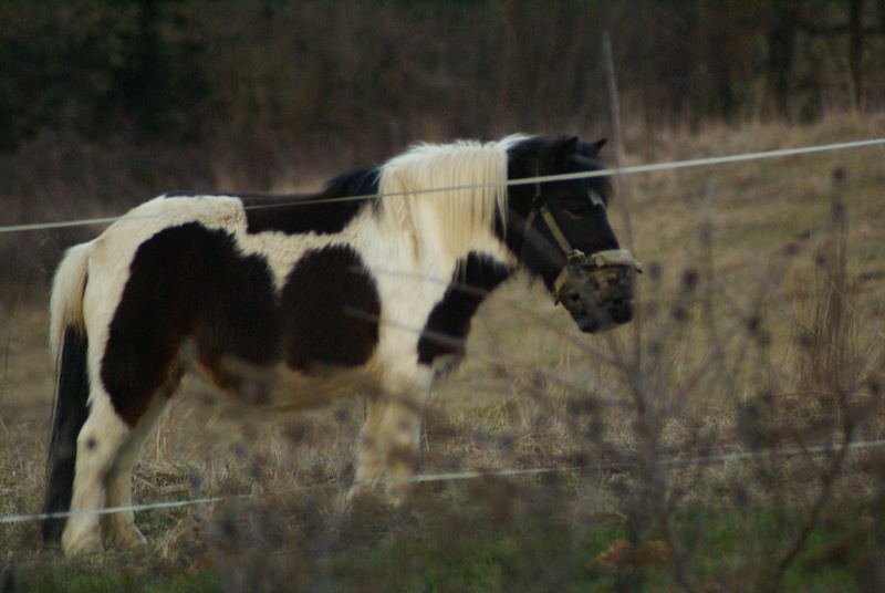 CANNELLE - ONC poney née en 2009 - adoptée en décembre 2013 par Catie - Page 3 Dsc08610