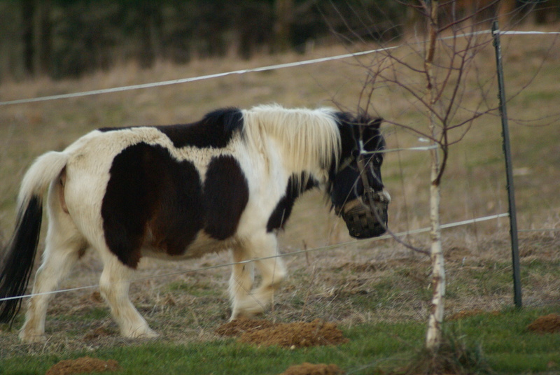 CANNELLE - ONC poney née en 2009 - adoptée en décembre 2013 par Catie - Page 3 Dsc08611