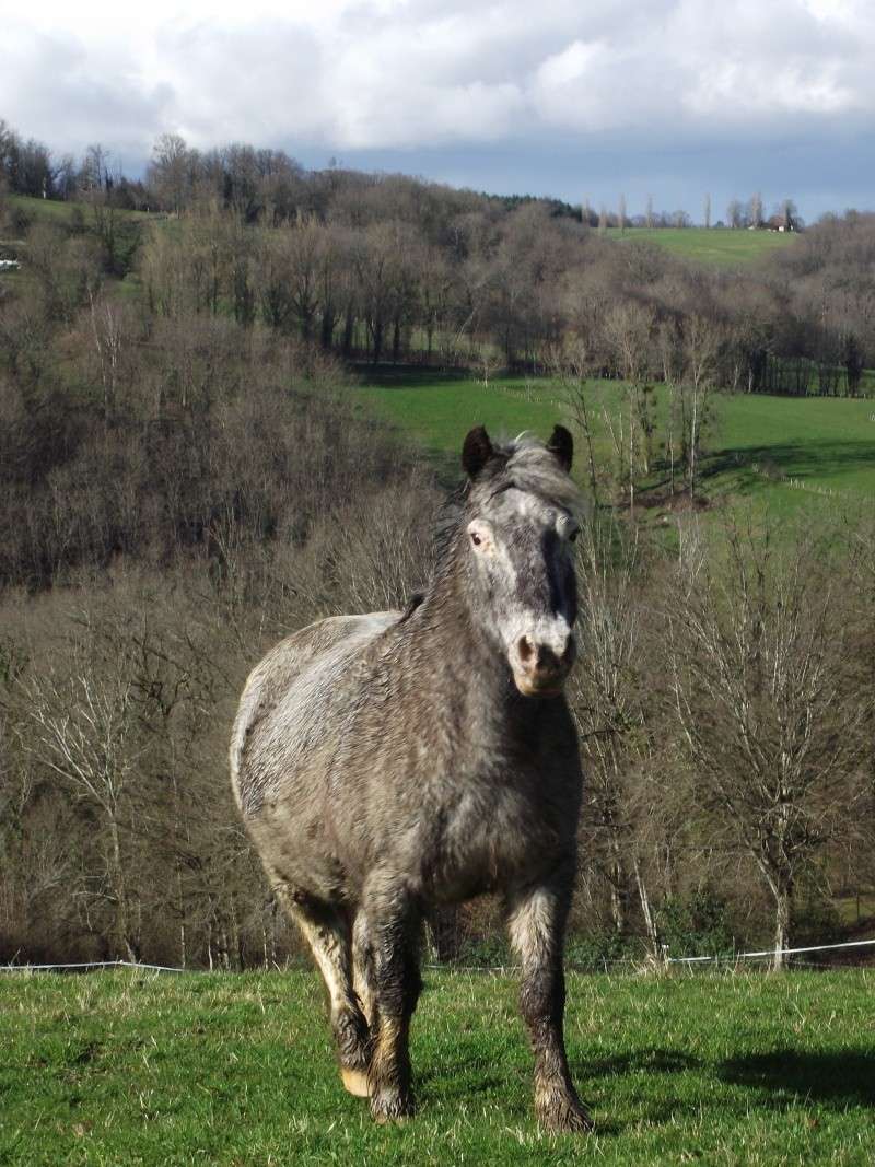 CANNELLE - ONC poney née en 2009 - adoptée en décembre 2013 par Catie Dscf6313