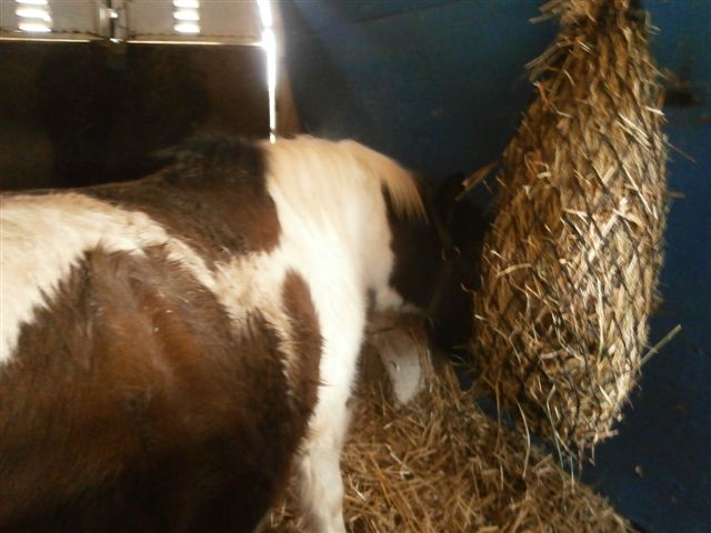 CANNELLE - ONC poney née en 2009 - adoptée en décembre 2013 par Catie Pc300011
