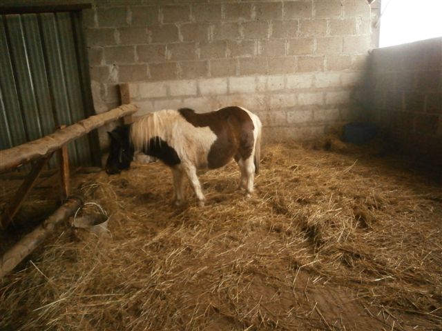 CANNELLE - ONC poney née en 2009 - adoptée en décembre 2013 par Catie Pc300012