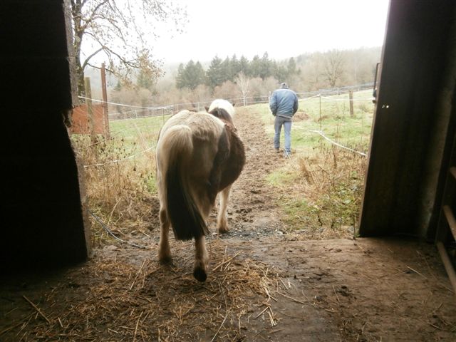 CANNELLE - ONC poney née en 2009 - adoptée en décembre 2013 par Catie Pc300013