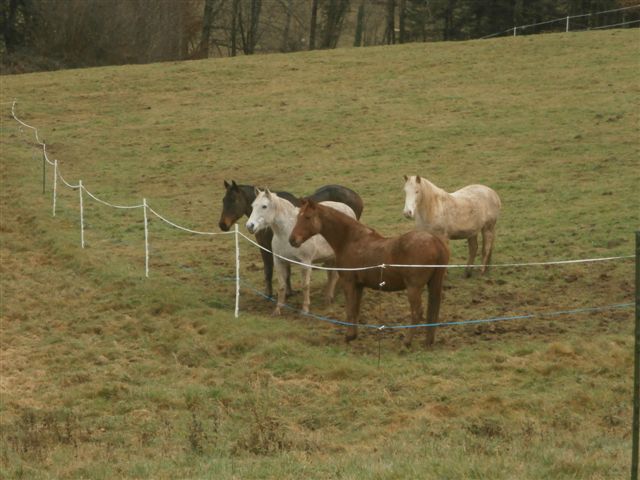 CANNELLE - ONC poney née en 2009 - adoptée en décembre 2013 par Catie Pc300017