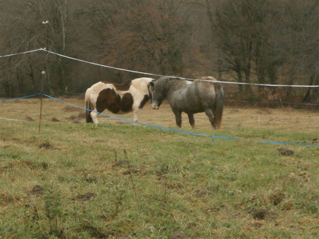 CANNELLE - ONC poney née en 2009 - adoptée en décembre 2013 par Catie Pc300018