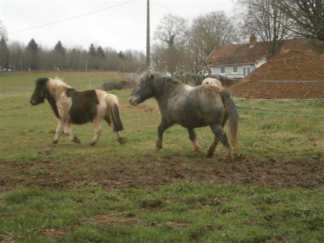 CANNELLE - ONC poney née en 2009 - adoptée en décembre 2013 par Catie Pc300110