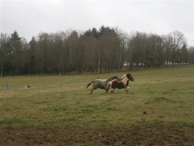 CANNELLE - ONC poney née en 2009 - adoptée en décembre 2013 par Catie Pc300111