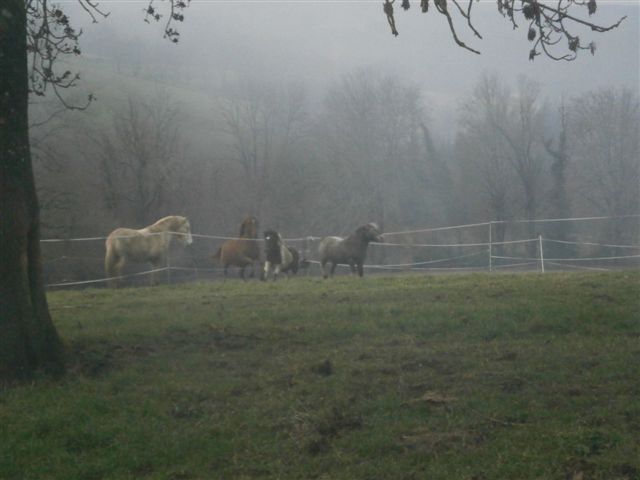 CANNELLE - ONC poney née en 2009 - adoptée en décembre 2013 par Catie Pc300113