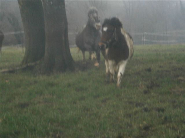 CANNELLE - ONC poney née en 2009 - adoptée en décembre 2013 par Catie Pc300114
