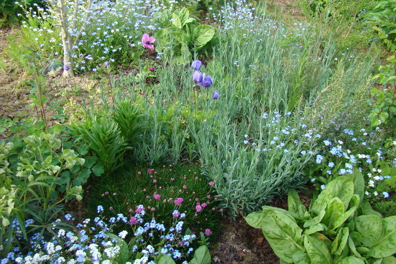 Le jardin se réveille  Dsc00631