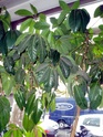 [Schefflera actinophylla] Help, quelle est cette plante ? P8080010