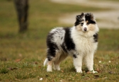 chiot - Chiot qui boite. B10