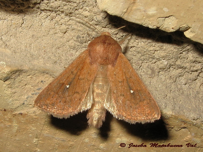 Noctuidae 3 Imagen10