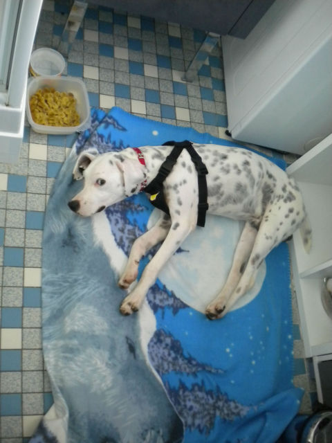 IGLOO Croisé dalmatien Vpx5s710