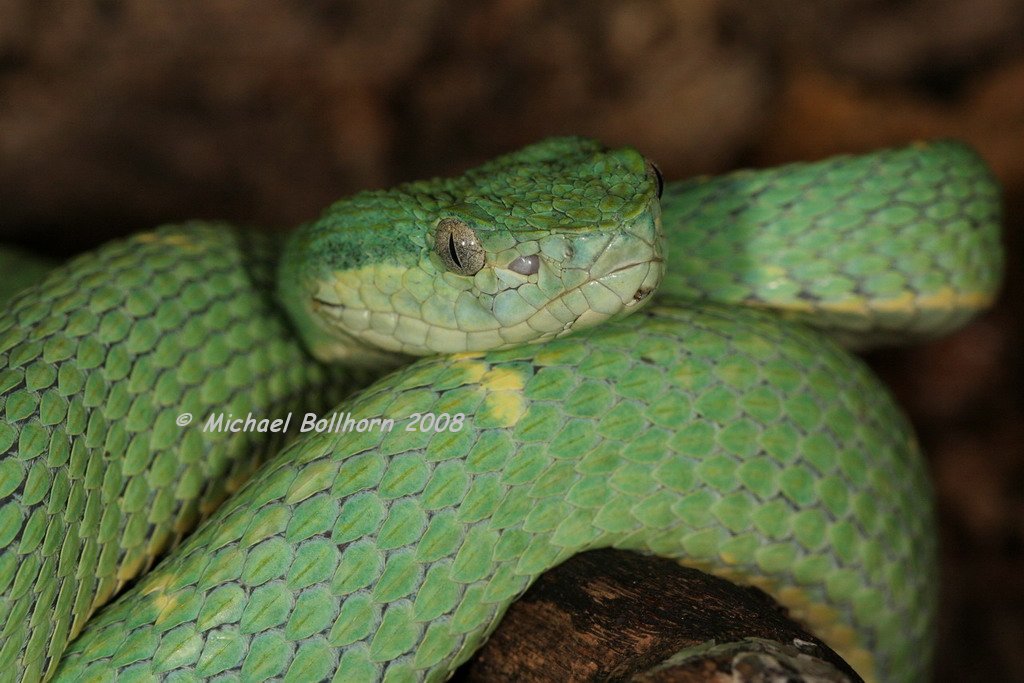 Some Bothriechis lateralis shots Img_0010